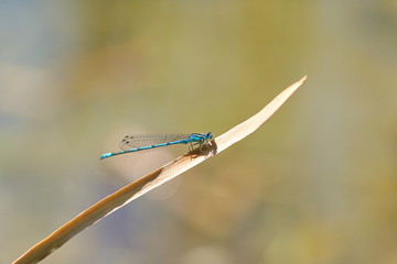blaue Azurjungfer Libelle Coenagrion