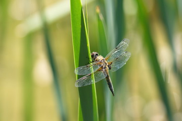 Vierflecklibelle Libellula quadrimaculata Makro Nature Hintergrund © Schlegelfotos