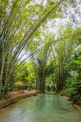 Fototapeta na wymiar Natural oasis pool creek in tropical bamboo jungle in North Trinidad and Tobago