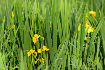Fototapeta premium Wild yellow iris plants in bloom in the late afternoon sun 