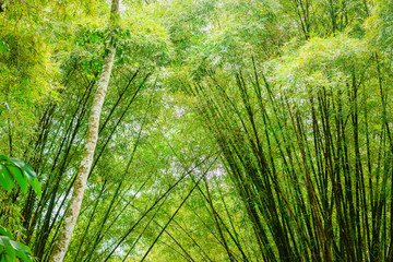 Obraz premium Tropical bamboo forest in Trinidad and Tobago