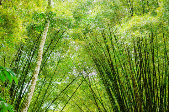 Fototapeta Tropical bamboo forest in Trinidad and Tobago