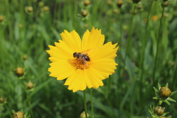 bee on a flower - 159652702