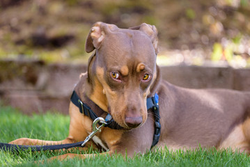 Two tone brown dog laying in the grass with a funny questioning expression

