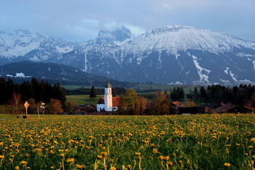 Frühling im Allgäu mit Löwenzahnwiese