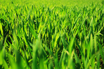 Green grass macro on a summer meadow on a bright sunny day