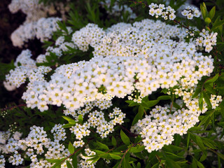 beautiful Spirea. Bush blooming white small flowers