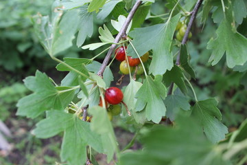 red currant - 159653328