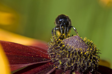 The bee collects honey on the flowers in the garden in the summer early in the morning