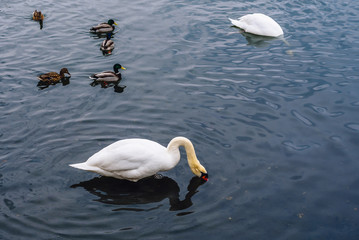 Two Swans Dive for Food.