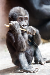 Cute little gorilla baby plays with a stick