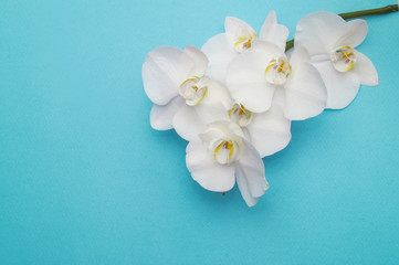 Naklejka na ściany i meble romantic branch of white orchid