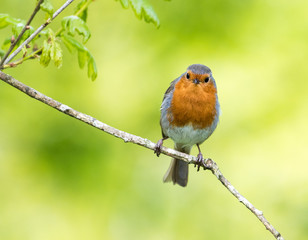 Fototapeta premium Cute robin sitting on a branch with natural green background.