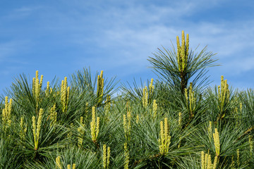 Close up of an Eastern White Pine against a blue sky as a nature background
