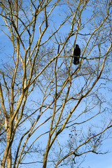 Crow in a deciduous tree against a blue sky as a background
