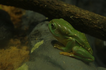 frog