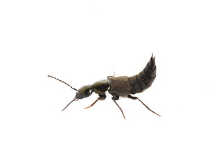 Shiny rove beetle in threat position isolated on white background