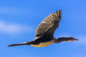 Reed Cormorant (Microcarbo africanus). Ethiopia, Tana Lake