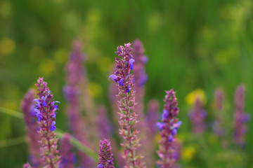 Lavender flowers in greenery in a summer field