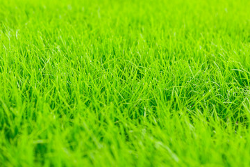 green grass background.Close-up of fresh green grass. Background for the inscriptions.