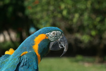 Parrot