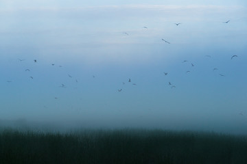 Ptaki we mgle 