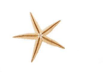 Fototapeta na wymiar Sea starfish isolated on white background.