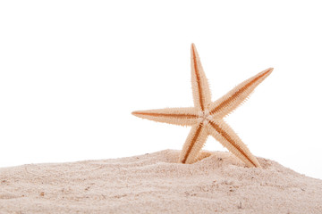 Fototapeta na wymiar Sea starfish on beach in sand.