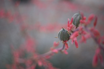 Desert Plant