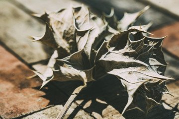 Dried flowers on a wooden table