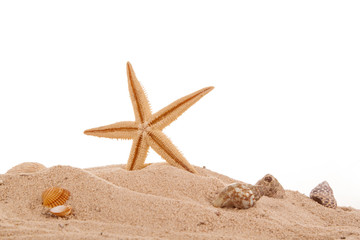 Sea starfish on beach in sand.