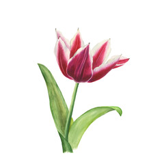 Botanical watercolor illustration of red tulip with white edges isolated on white background