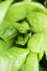 Fresh lettuce leaves, close up. Healthy organic food.