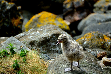 Black-backed gull chick, Inchcolm Island, Scotland