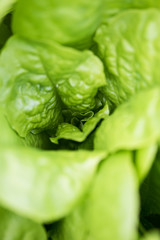 Fresh lettuce leaves, close up. Healthy organic food.