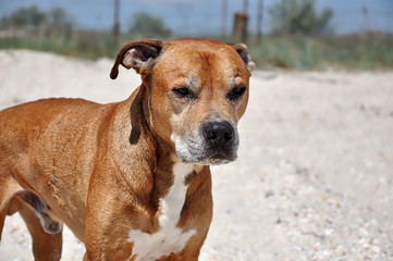 Redhead American pit bull terrier lies on the sand, close up