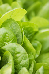 Fresh lettuce leaves, close up. Healthy organic food.