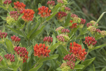 Bright orange Butterfly Milkweed flowering plant in a natural green leafy landscape