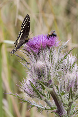 Palamedes Swallowtail Butterfly on pink thistle flower head in a natural landscape background