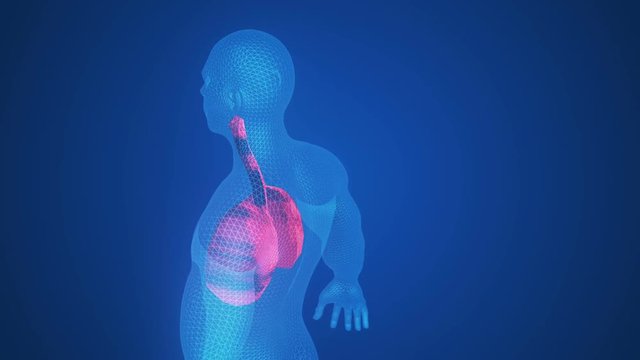 3d animation of pulsating lungs in the human body. Concept of the disease. Loop animation