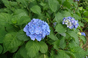 ６月の植物公園