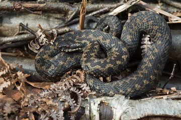 Adder (Vipera berus)/Common European Adder basking in Silver Birch logs