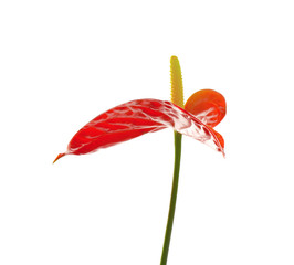 Beautiful tropical flower on white background
