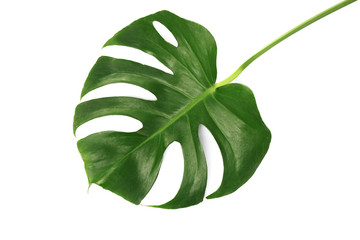 Green tropical leaf on white background