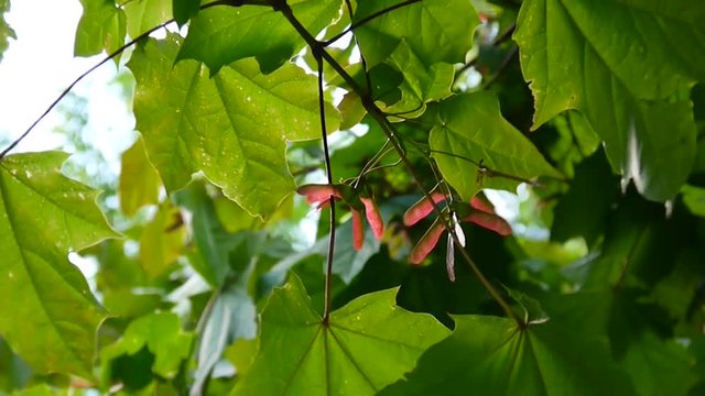 Branch of maple with seeds on wind. Acer platanoides. HD video footage shooting of static camera.