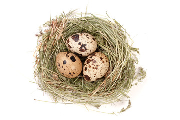 Obraz premium four quail eggs in a nest isolated on white background. Top view