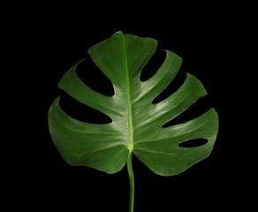 Green tropical leaf on dark background