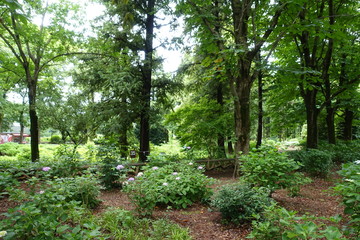 Obraz premium ６月の植物公園