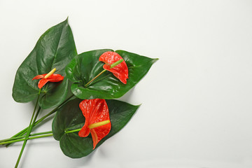 Composition with beautiful tropical flowers and leaves on white background