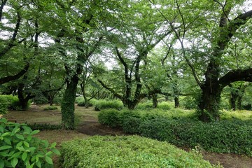 ６月の植物公園